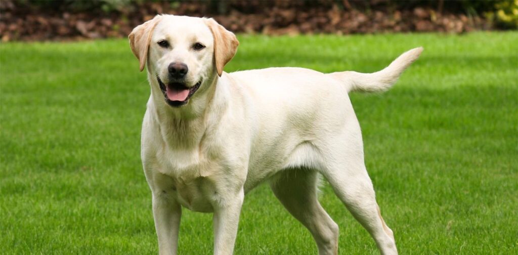 1 Meter Long Labrador Retriever