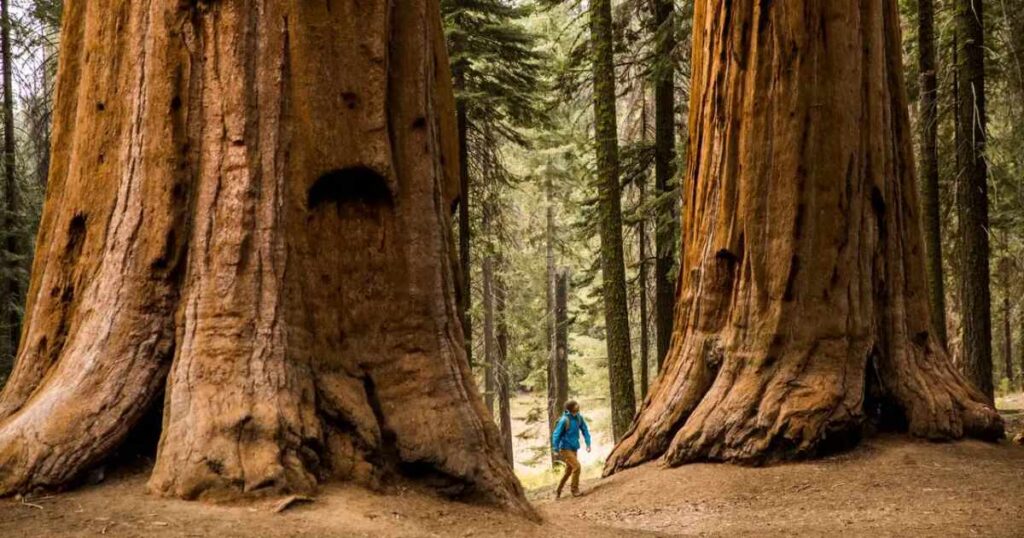 13 Things That Are 30 Meters Long Two-Fifths the Height of a Giant Sequoia Tree