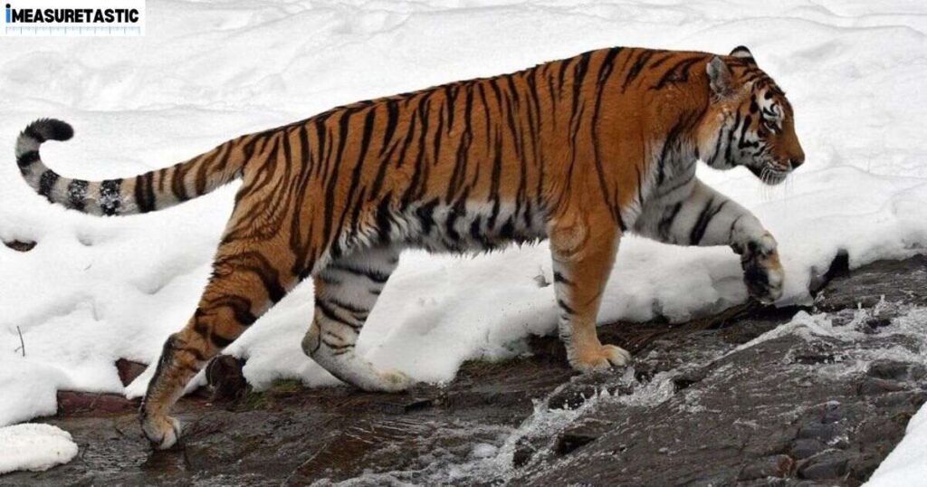 15 Things and Animals That Are 10 Feet Long Amur Tiger