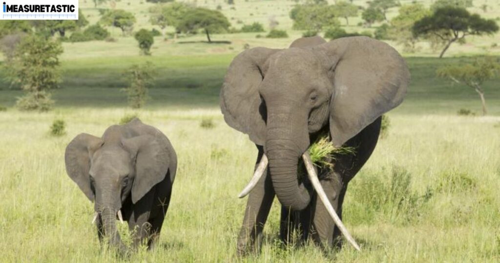 15 Things and Animals That Are 10 Feet Long Female African Elephants