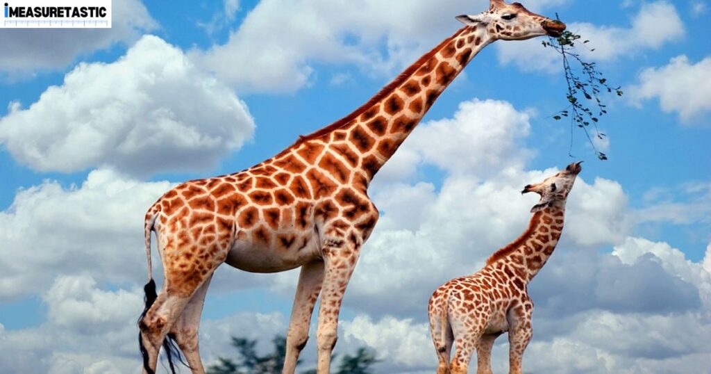 15 Things and Animals That Are 10 Feet Long Half of a Giraffe