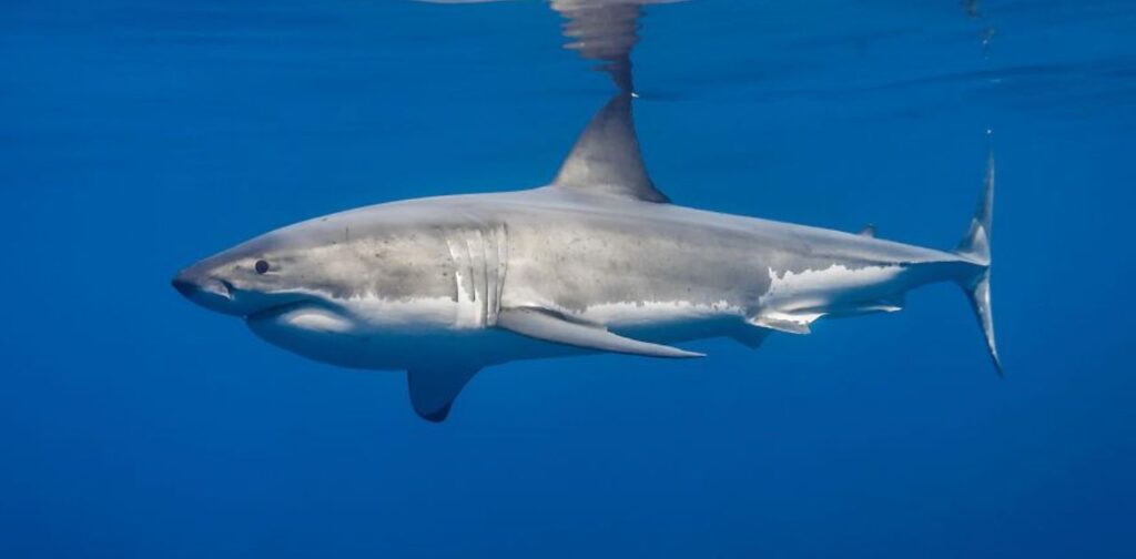 5 Meters Long or Big Great White Shark