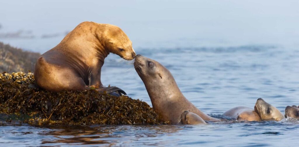 5 Meters Long or Big Two California Sea Lions (Males)