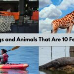 How Long Is 10 Ft? 15 Stunning Real-World Size Comparisons