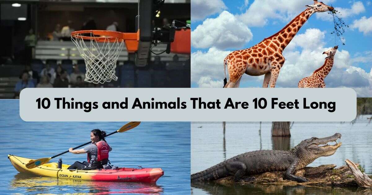 How Long Is 10 Ft? 15 Stunning Real-World Size Comparisons