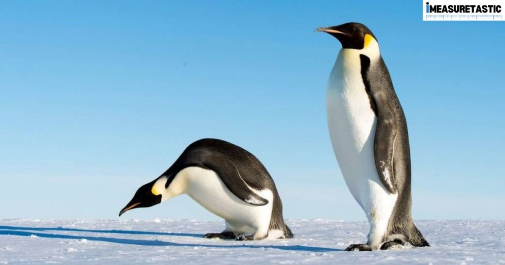 12 Everyday Items That Are 3 Feet Long Emperor Penguins