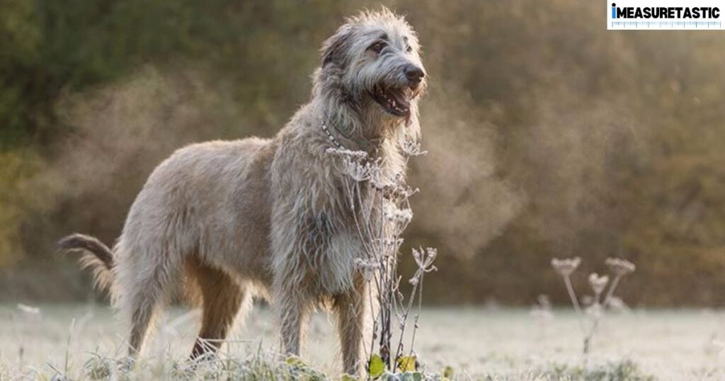 12 Everyday Items That Are 3 Feet Long Irish Wolfhound