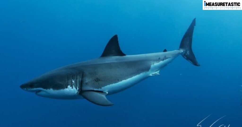 12 Things That Are 30 Feet Long or Big 2x Great White Shark