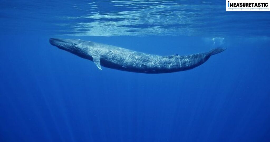 12 Things That Are 500 Feet Long/Big Blue Whales