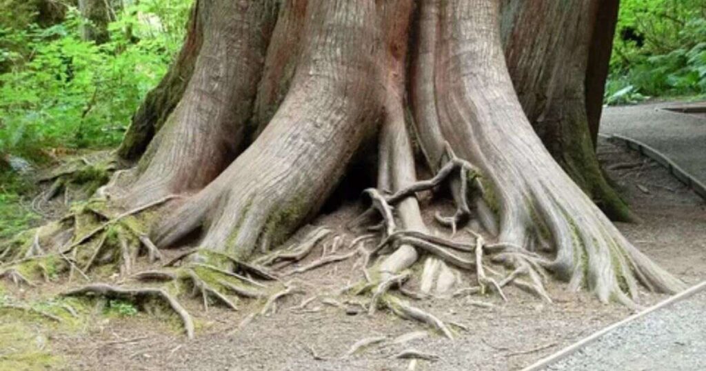 Things That Are Approximately 80 Feet Long Ancient Redwood Root System Spread