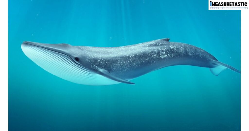 Things That Are Approximately 80 Feet Long Blue Whale