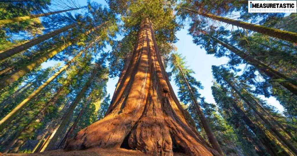 Things That Are Approximately 80 Feet Long 1/3 Giant Sequoias Tree